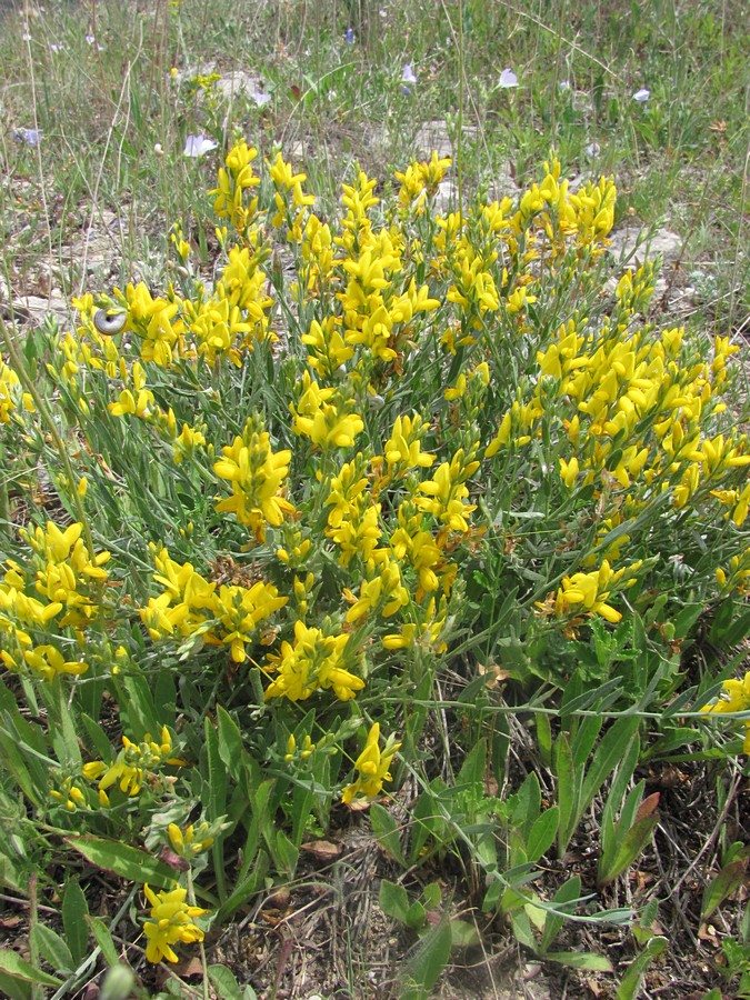 Image of Genista taurica specimen.