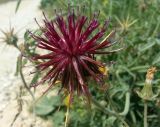 Centaurea laconica