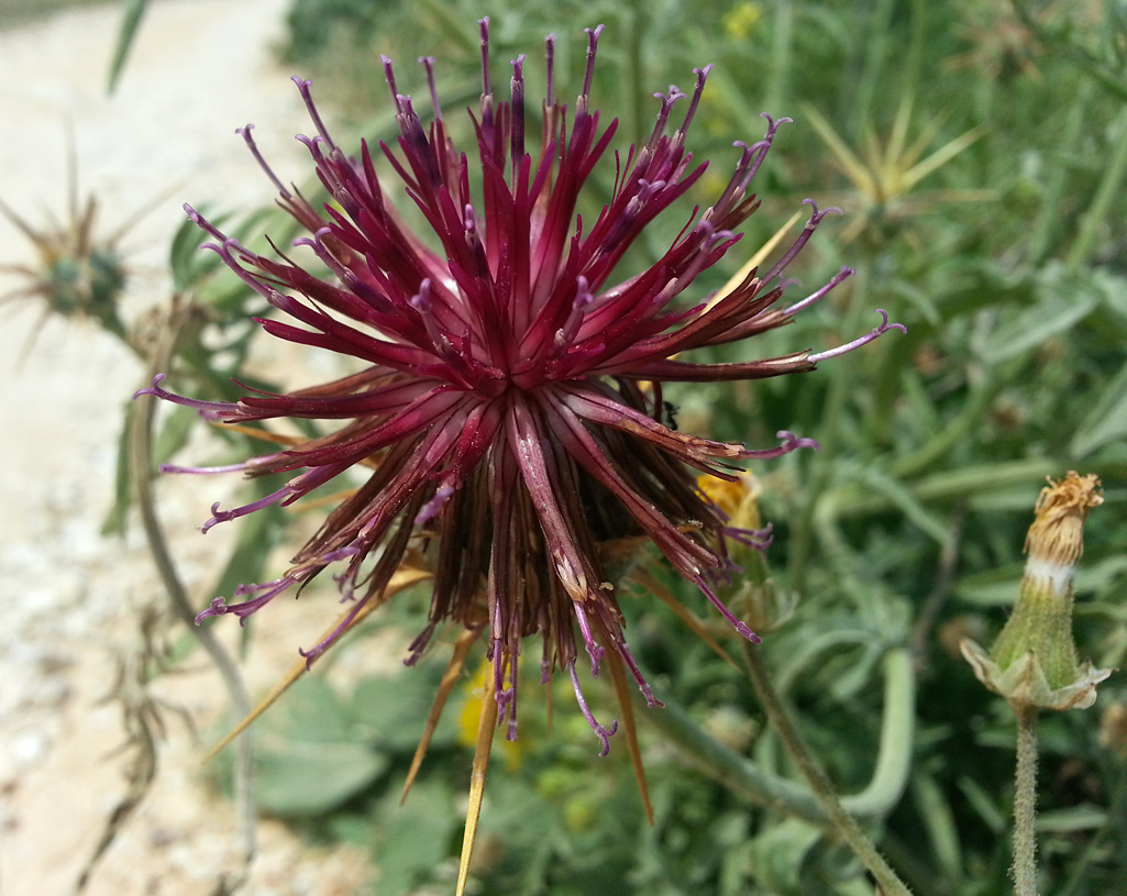 Изображение особи Centaurea laconica.