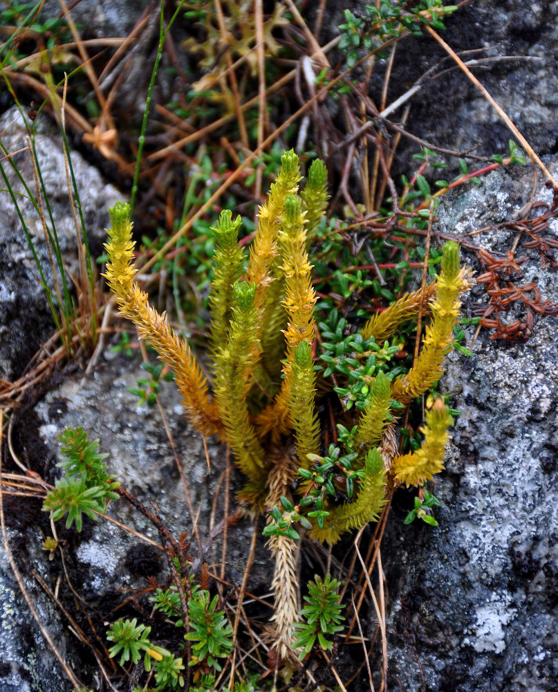 Image of Huperzia arctica specimen.