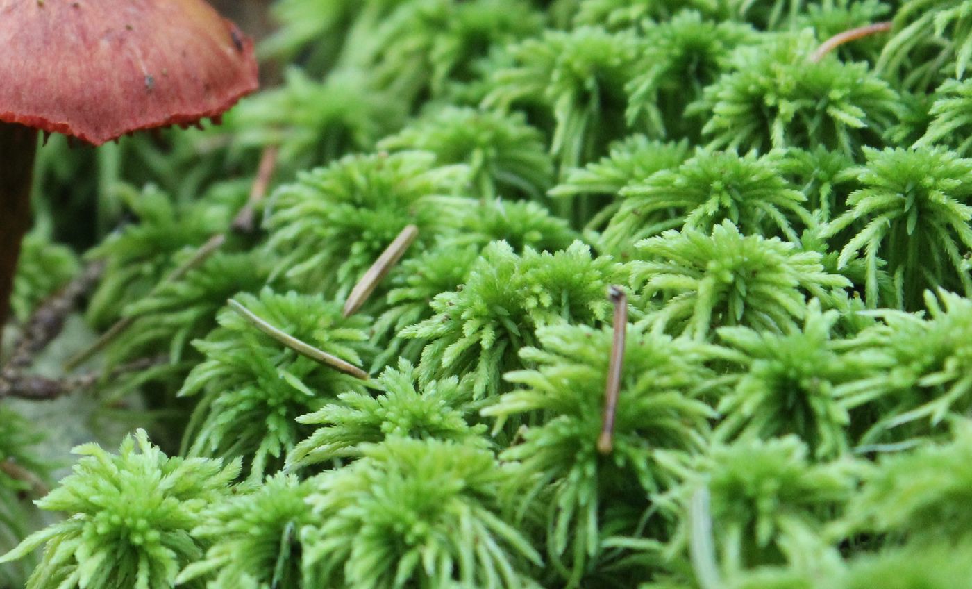 Image of Sphagnum girgensohnii specimen.
