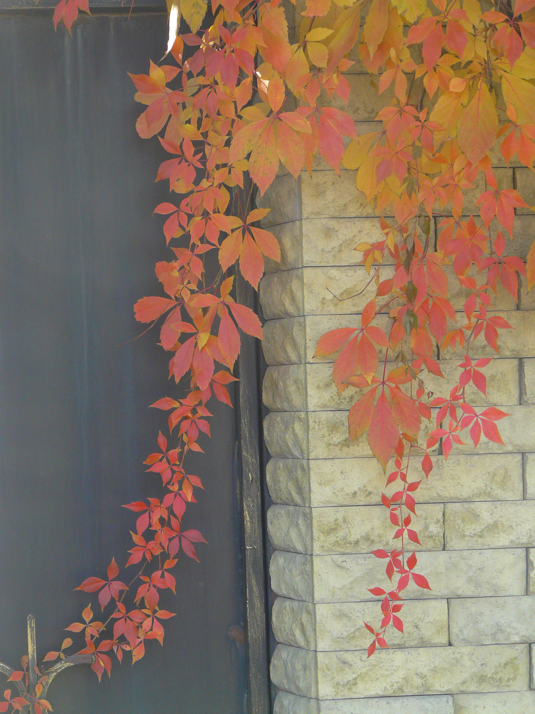 Image of Parthenocissus quinquefolia specimen.