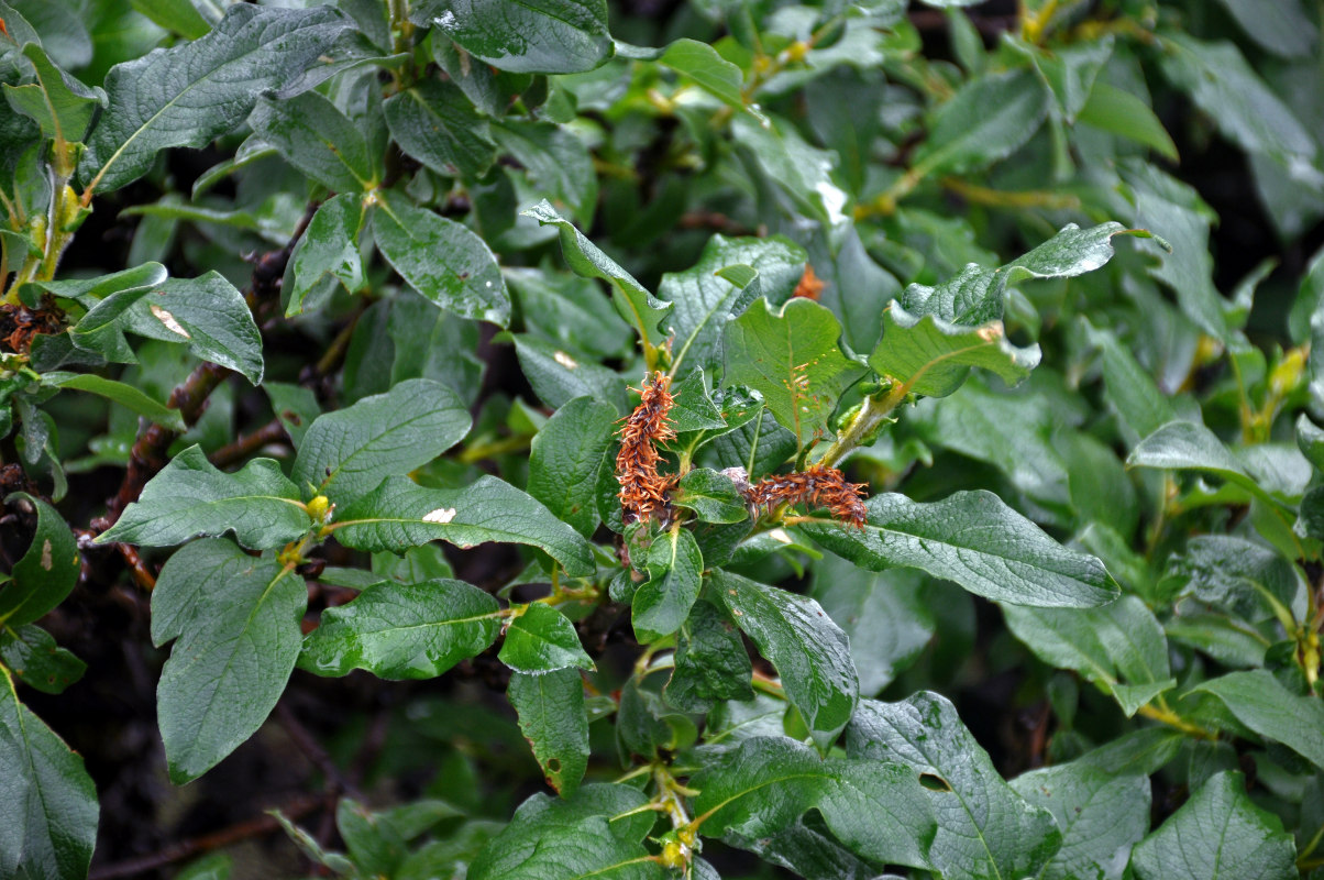 Image of genus Salix specimen.