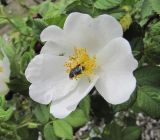 Rosa balsamica