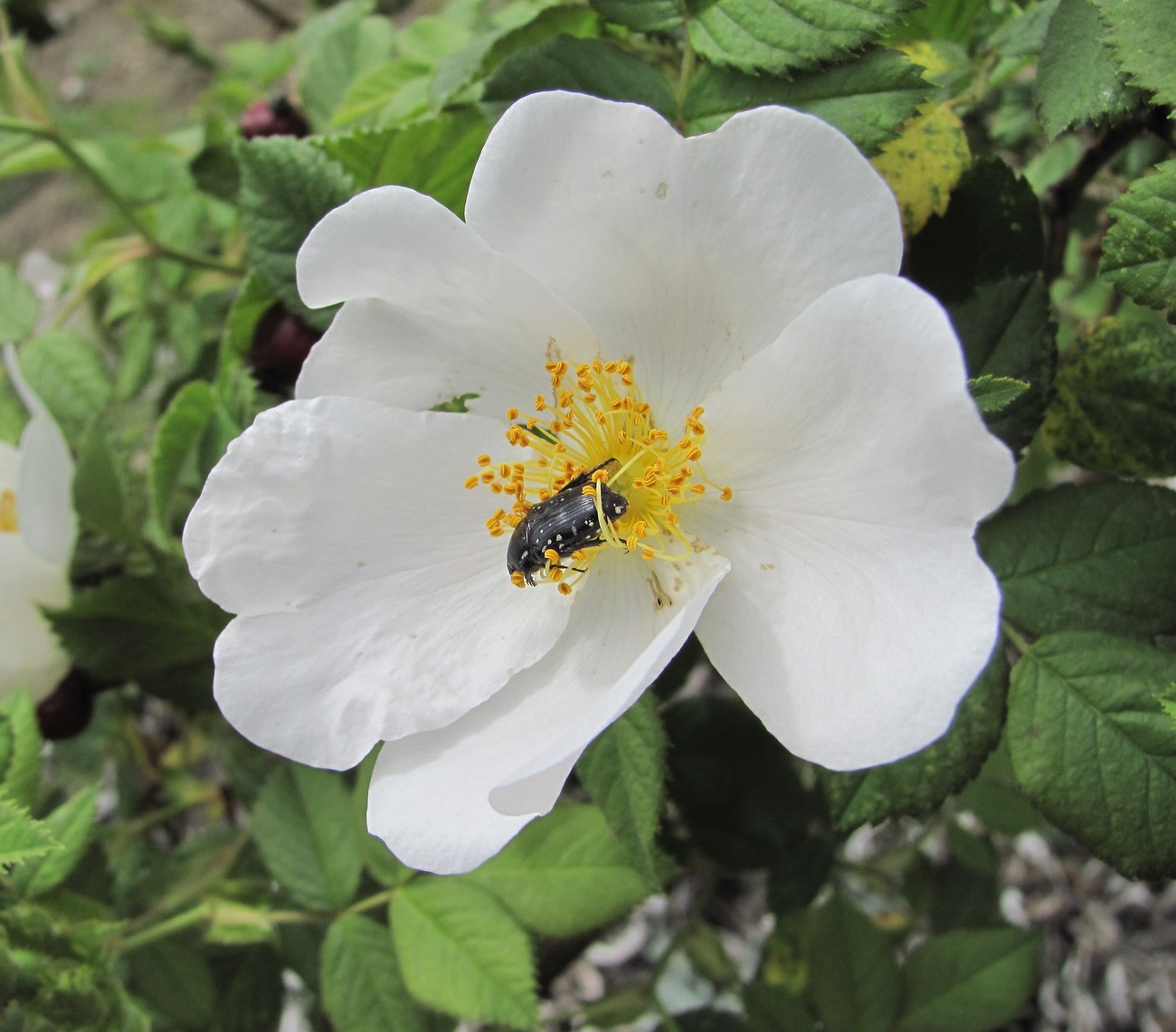 Image of Rosa balsamica specimen.