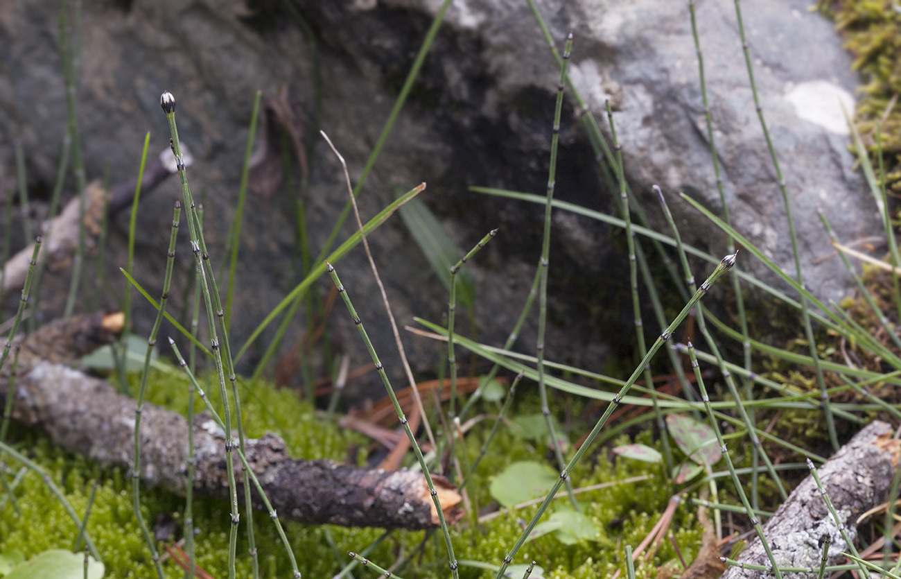 Image of Equisetum variegatum specimen.