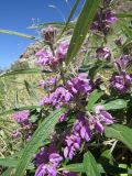 Phlomis regelii