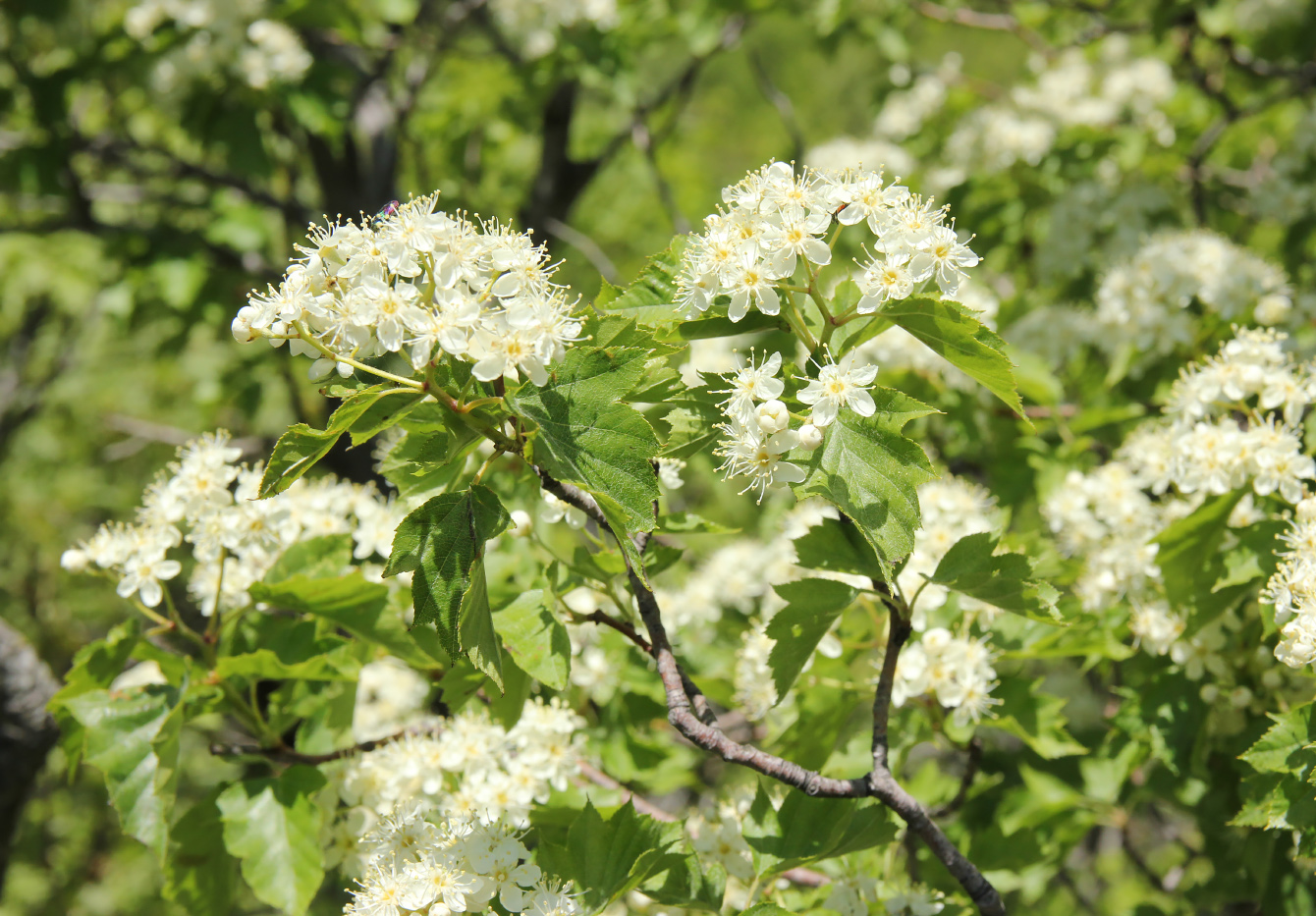 Изображение особи Sorbus torminalis.