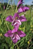 Gladiolus imbricatus. Цветки. Украина, Закарпатская обл., Раховский р-н, окр. с. Косовская Поляна, сенокосный горный луг. 1 июля 2010 г.