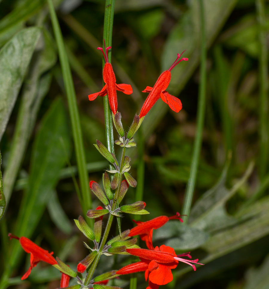 Изображение особи Salvia coccinea.