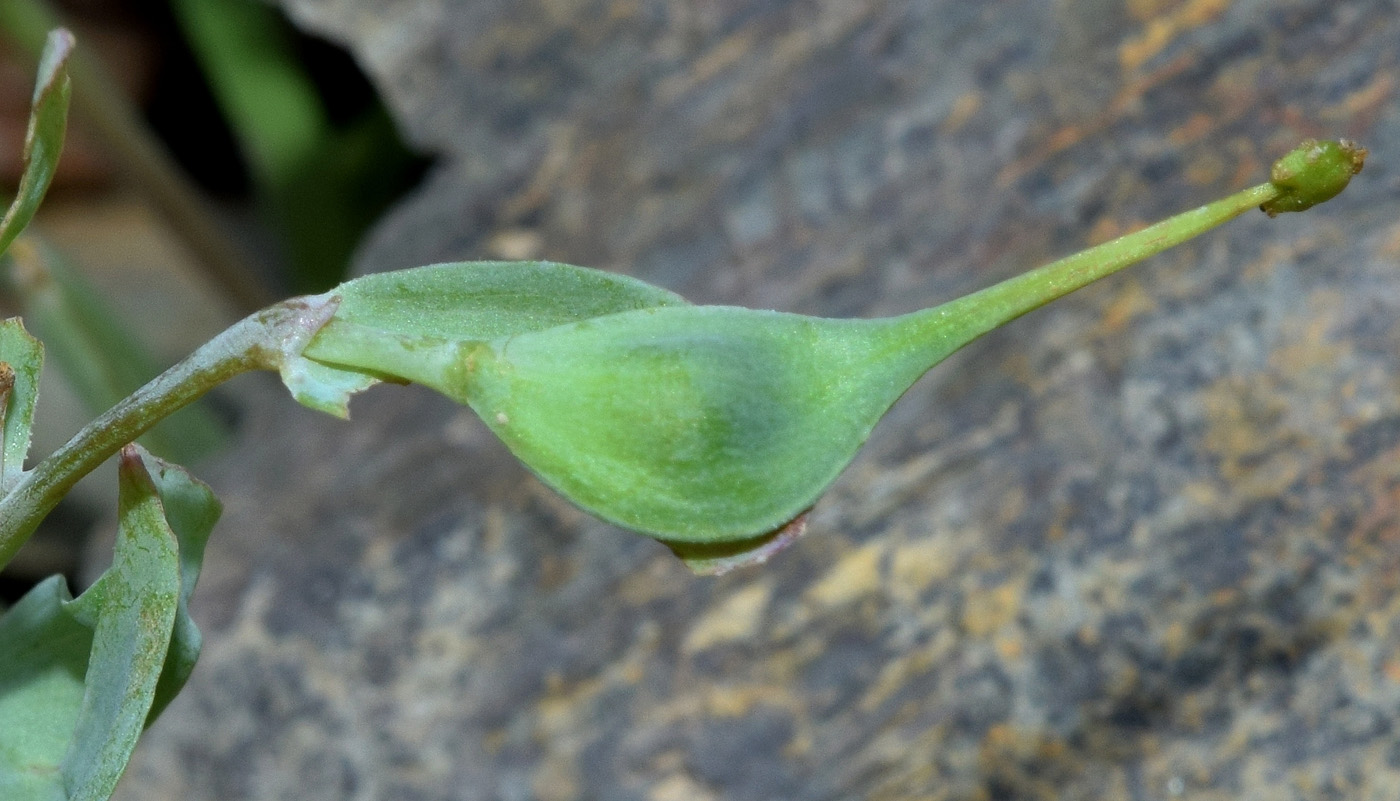 Image of Corydalis ledebouriana specimen.