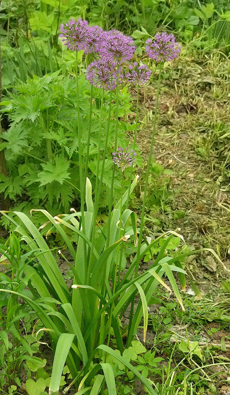 Image of Allium rosenorum specimen.