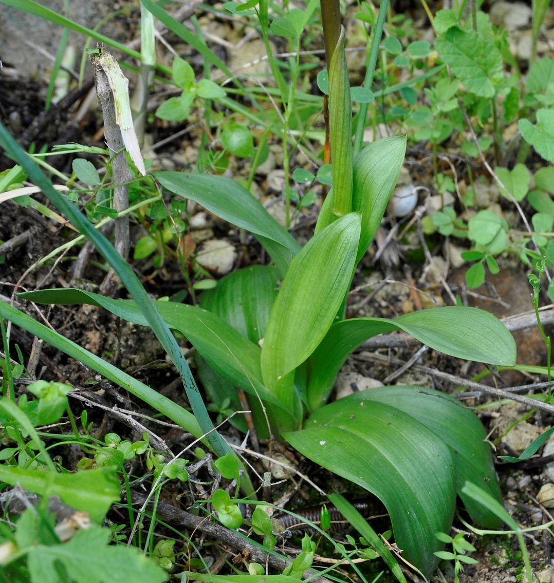 Image of Anacamptis collina specimen.