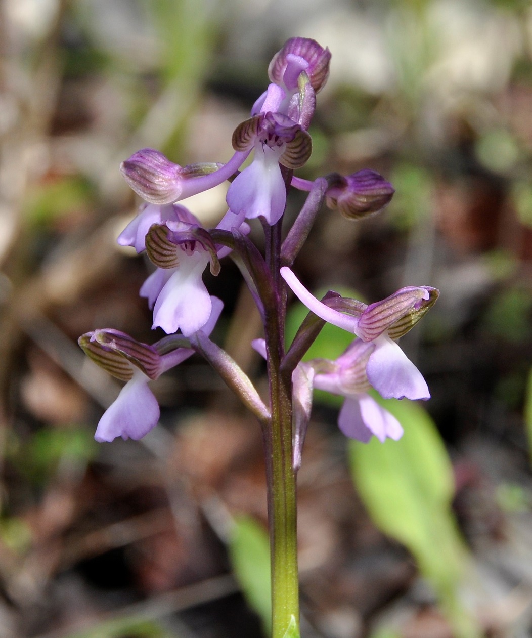 Изображение особи Anacamptis morio ssp. syriaca.