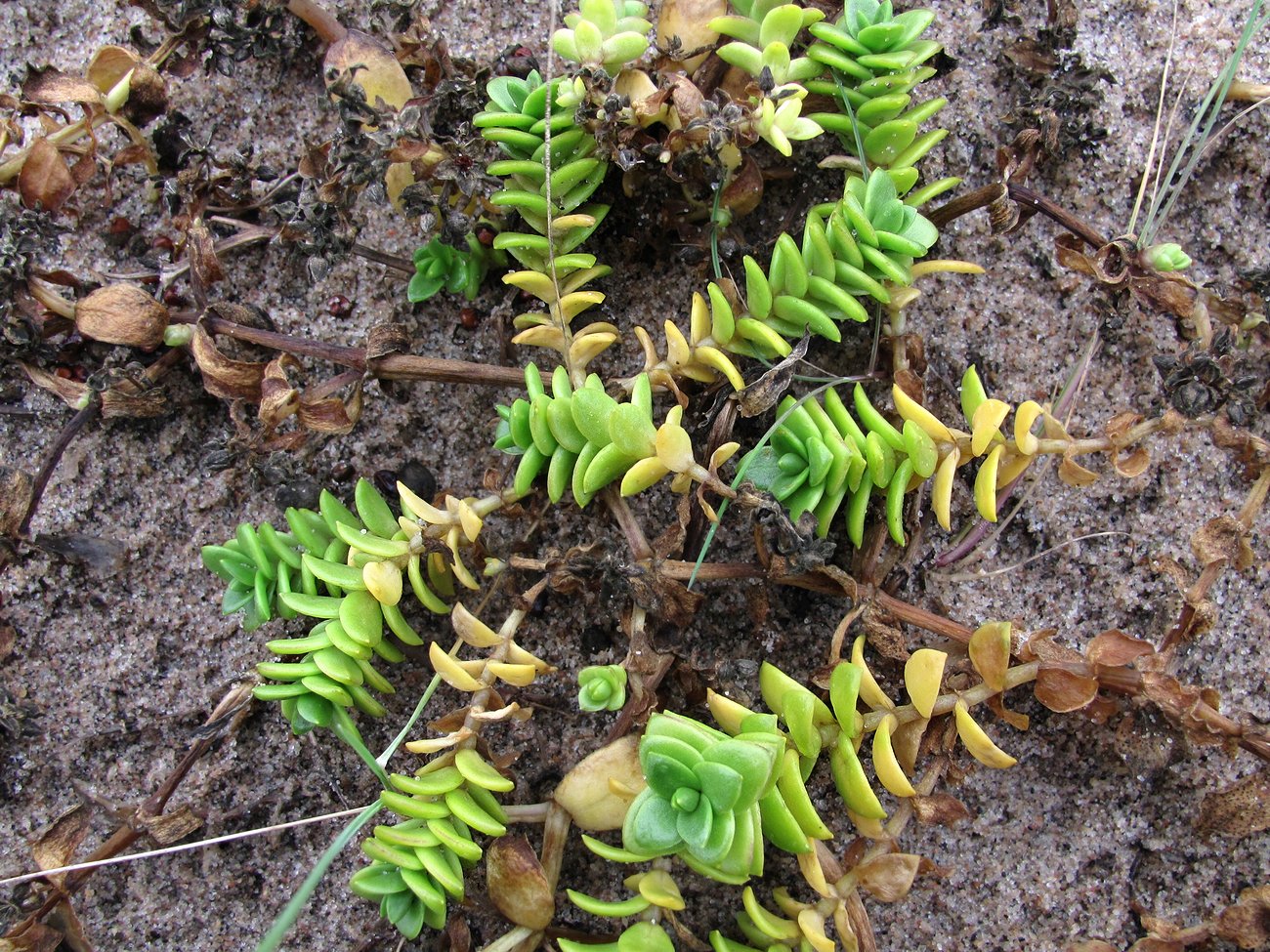 Image of Honckenya peploides ssp. diffusa specimen.