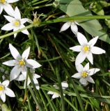 Ornithogalum divergens