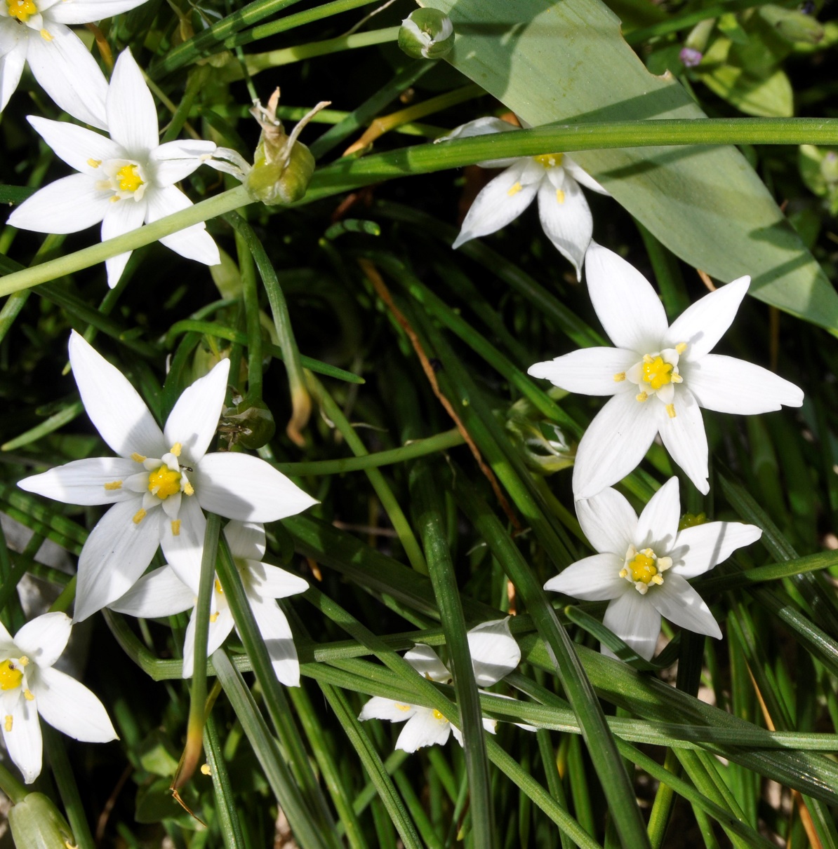 Image of Ornithogalum divergens specimen.