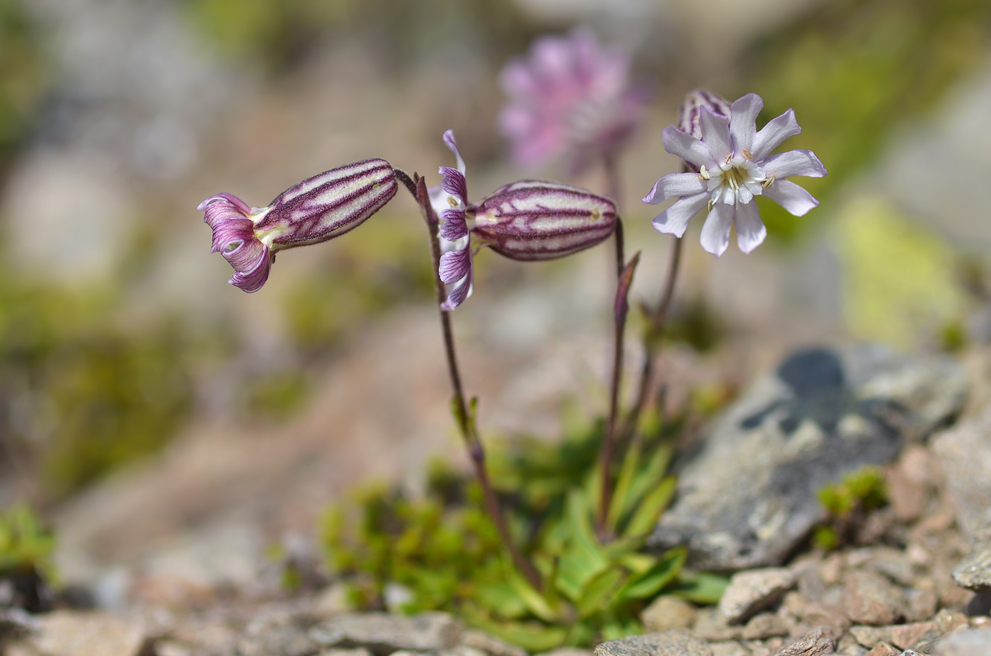 Image of Silene lychnidea specimen.