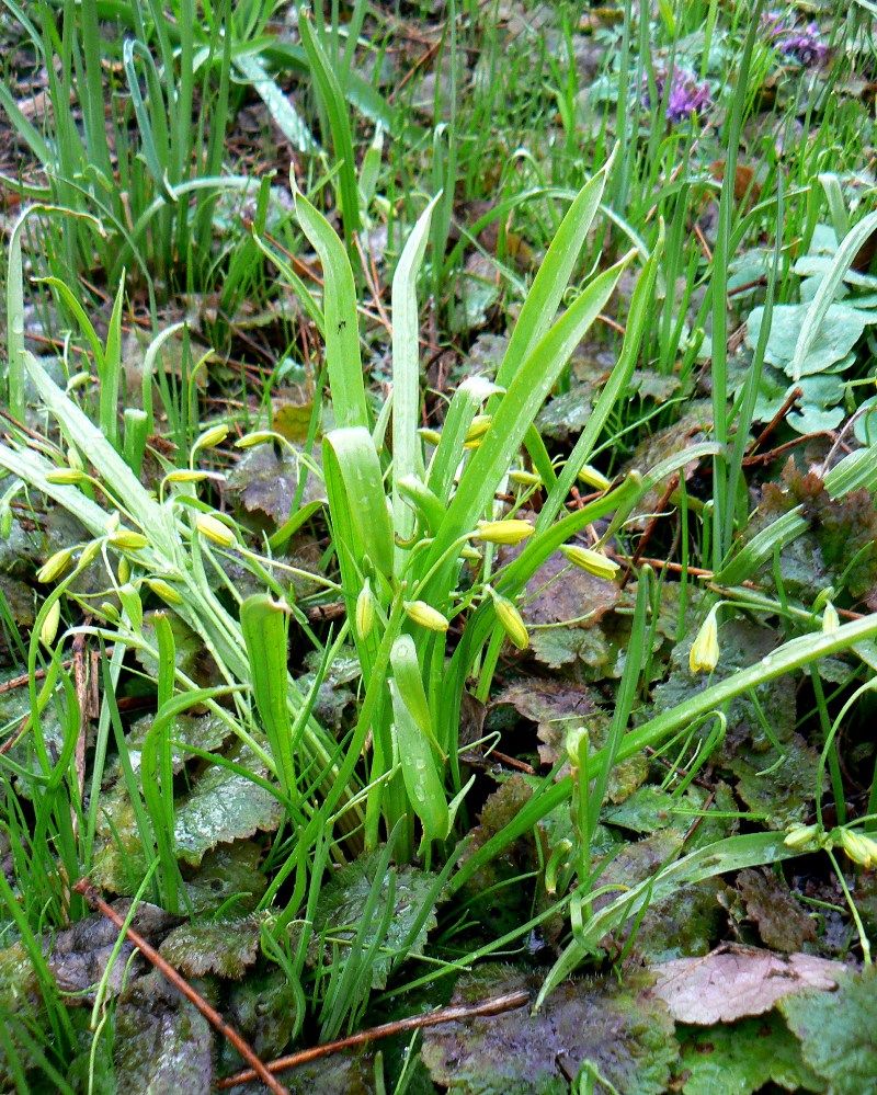 Image of Gagea lutea specimen.