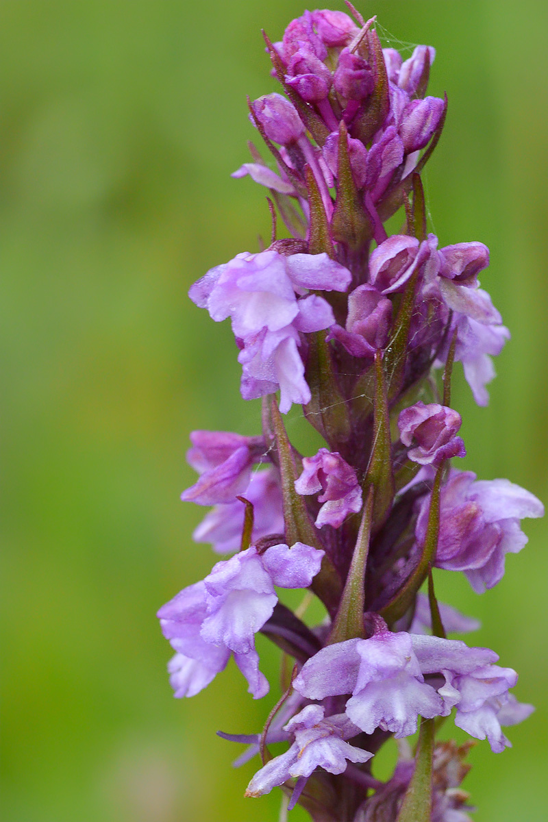 Image of Gymnadenia conopsea specimen.