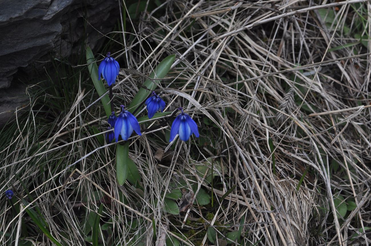 Изображение особи Scilla armena.