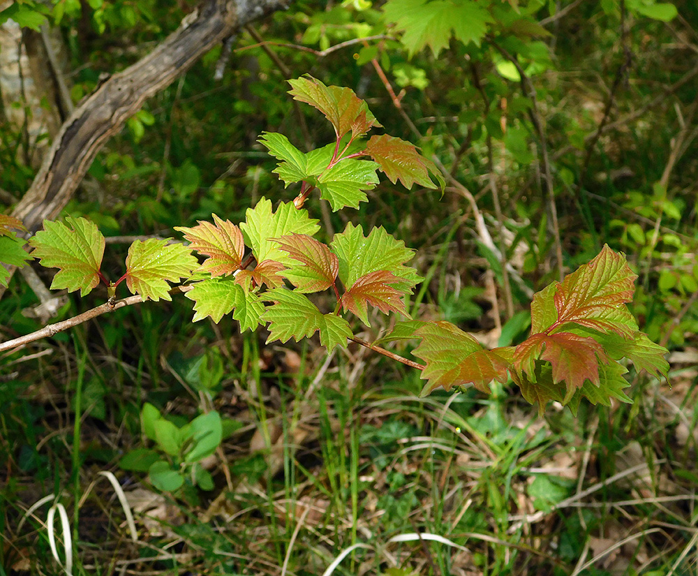 Изображение особи Viburnum opulus.