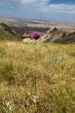 Allium giganteum