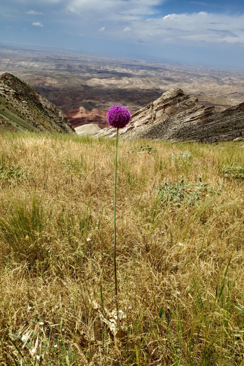 Image of Allium giganteum specimen.