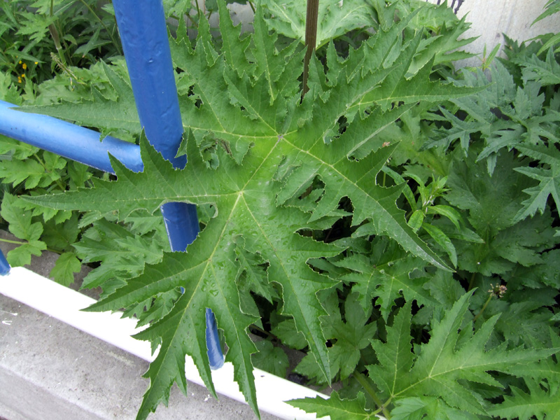 Image of genus Heracleum specimen.