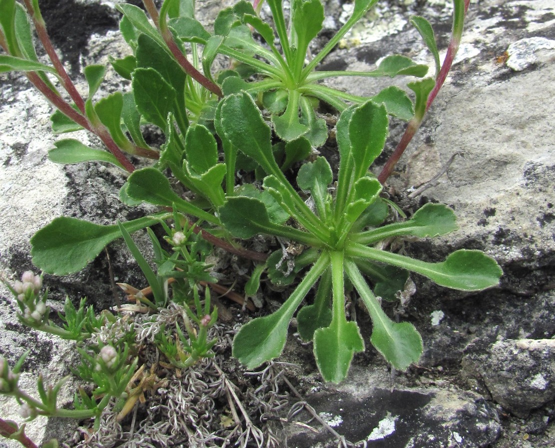 Изображение особи Campanula argunensis.