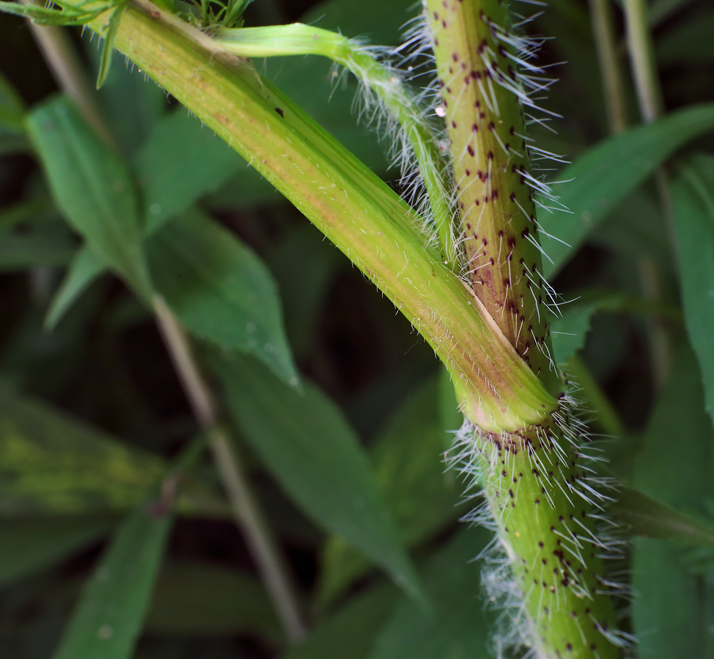 Изображение особи Chaerophyllum prescottii.