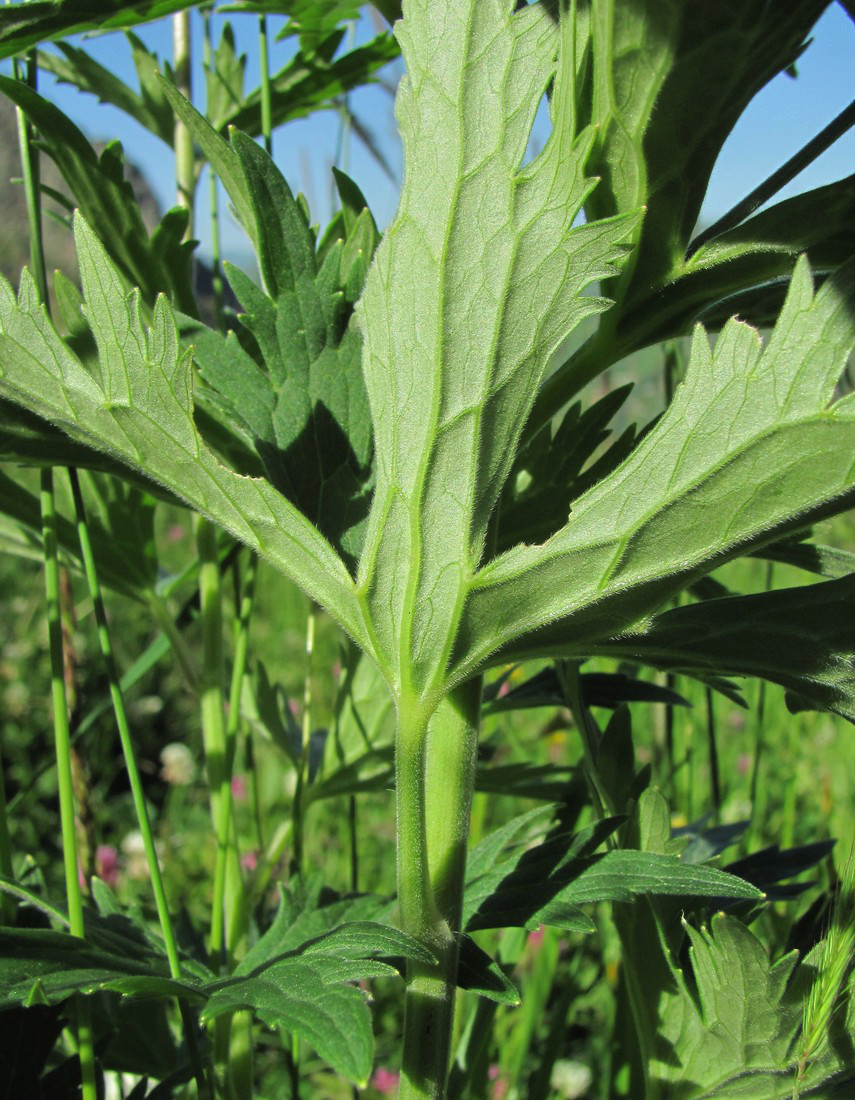Image of Delphinium flexuosum specimen.