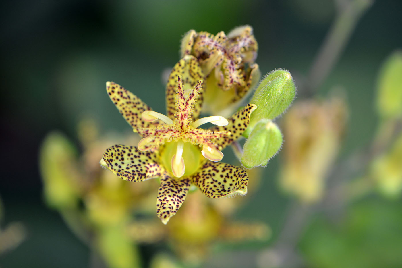 Image of Tricyrtis latifolia specimen.