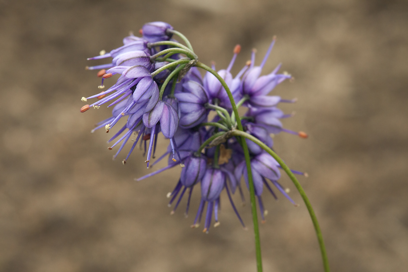 Image of Allium cyaneum specimen.