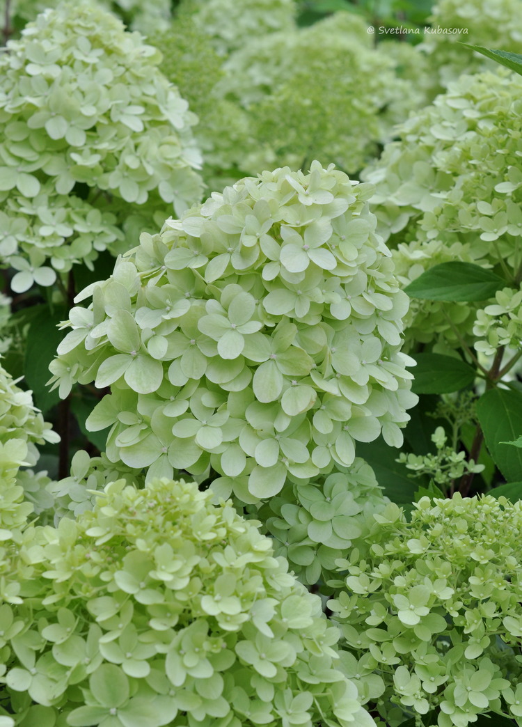 Изображение особи Hydrangea paniculata.