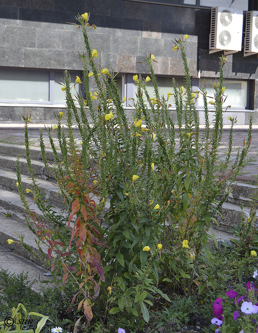 Изображение особи Oenothera glazioviana.