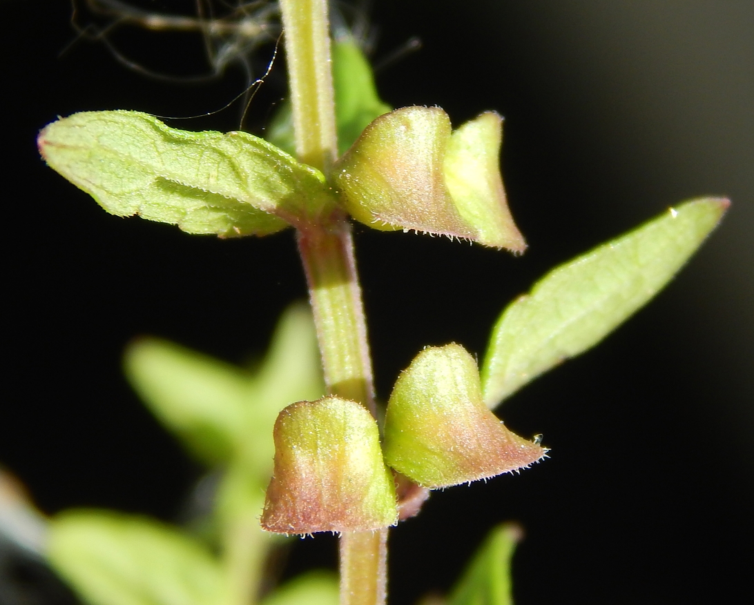 Image of Scutellaria galericulata specimen.