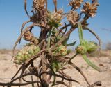 Plantago arenaria ssp. orientalis