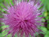 Cirsium heterophyllum