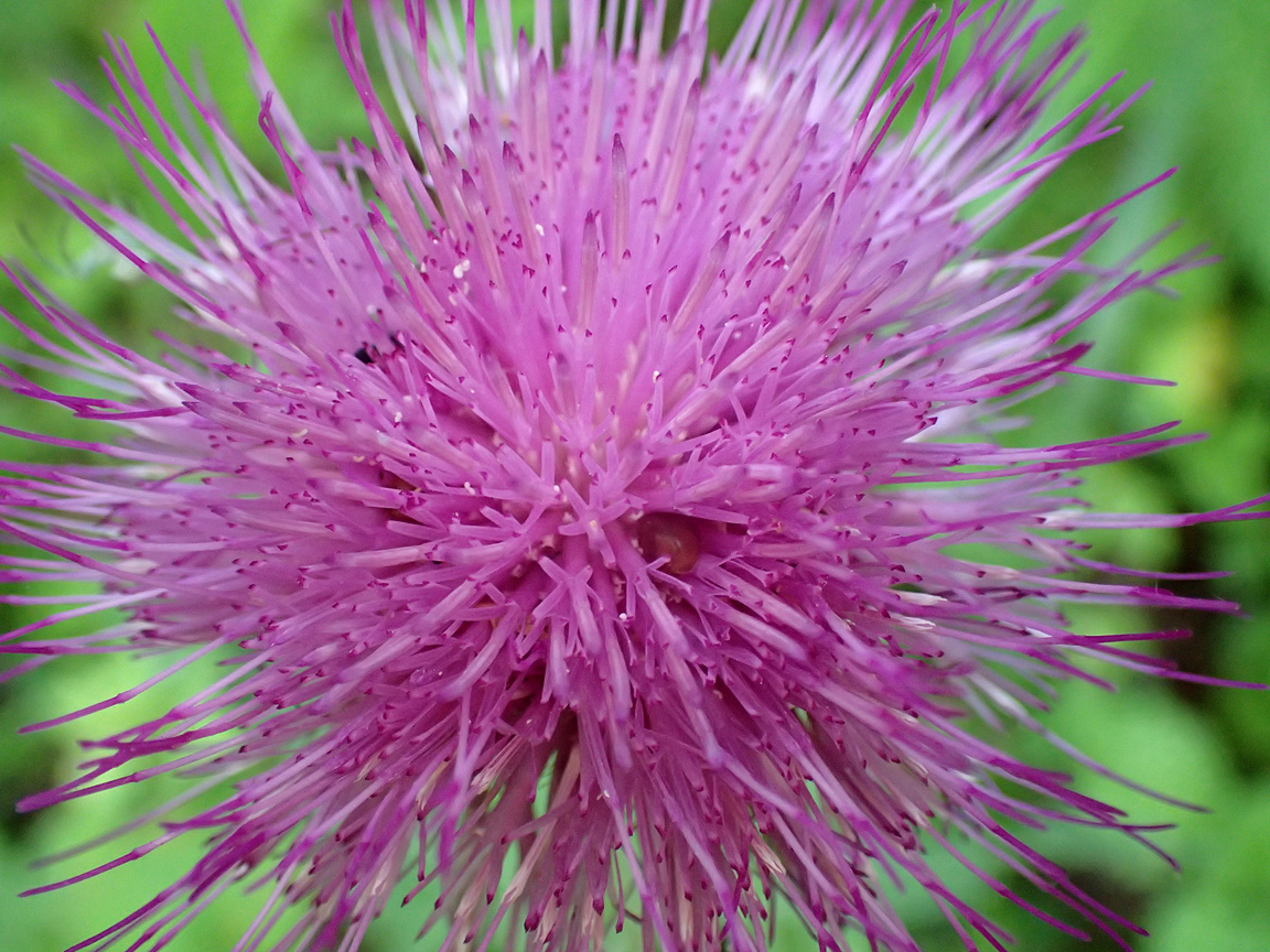 Image of Cirsium heterophyllum specimen.