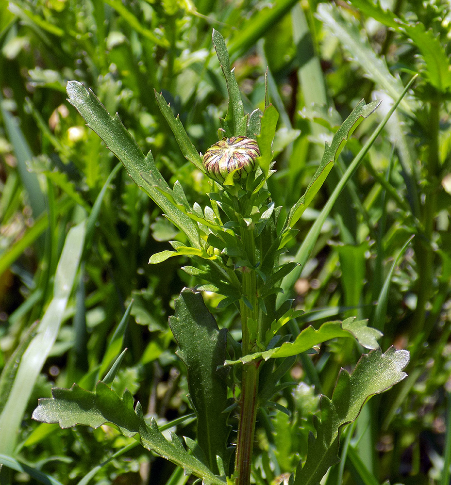 Image of Leucanthemum vulgare specimen.