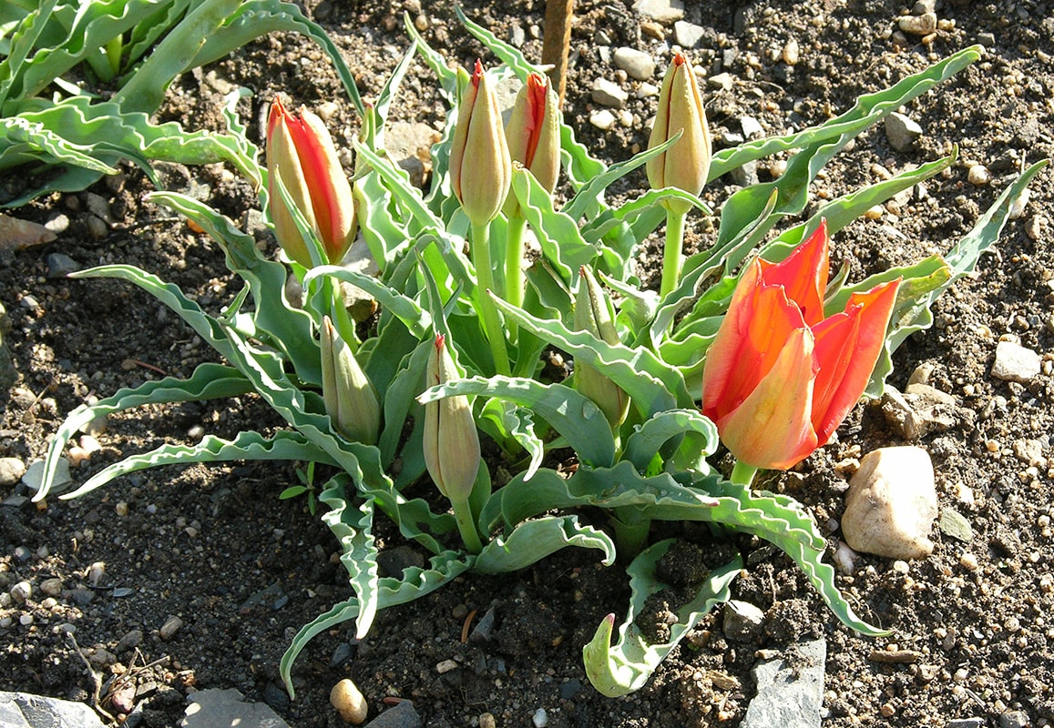 Image of Tulipa vvedenskyi specimen.