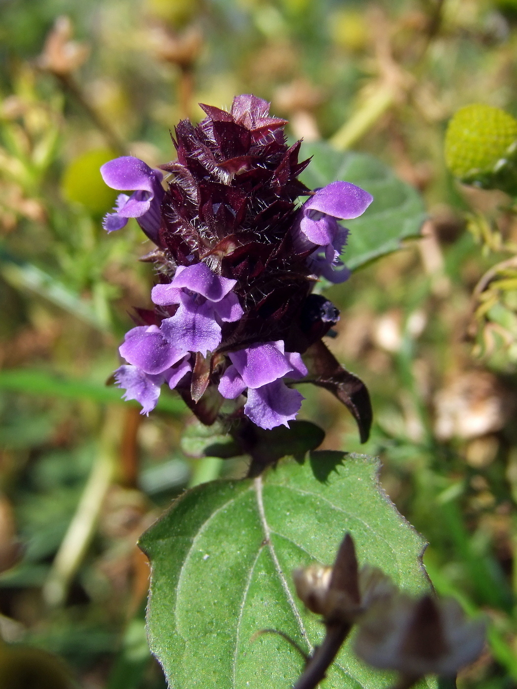 Image of Prunella vulgaris specimen.