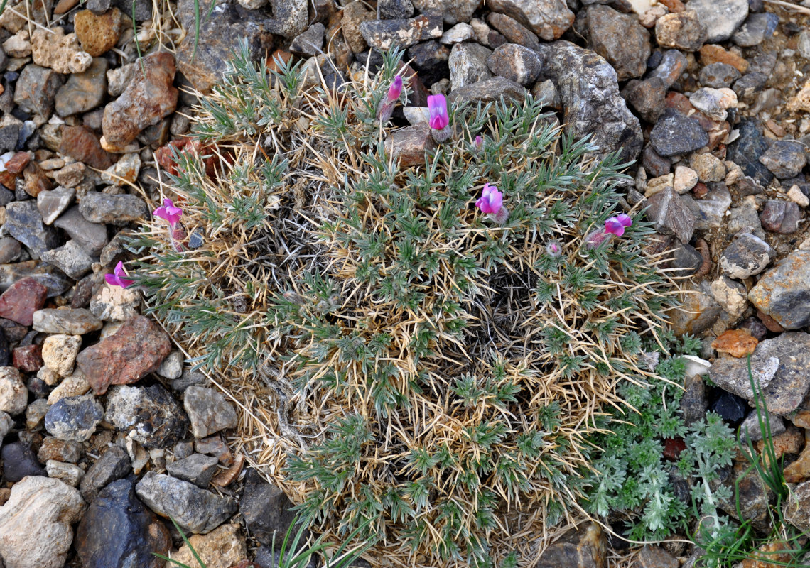 Изображение особи Oxytropis kossinskyi.