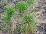 Carex davalliana