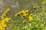 Inula salicina