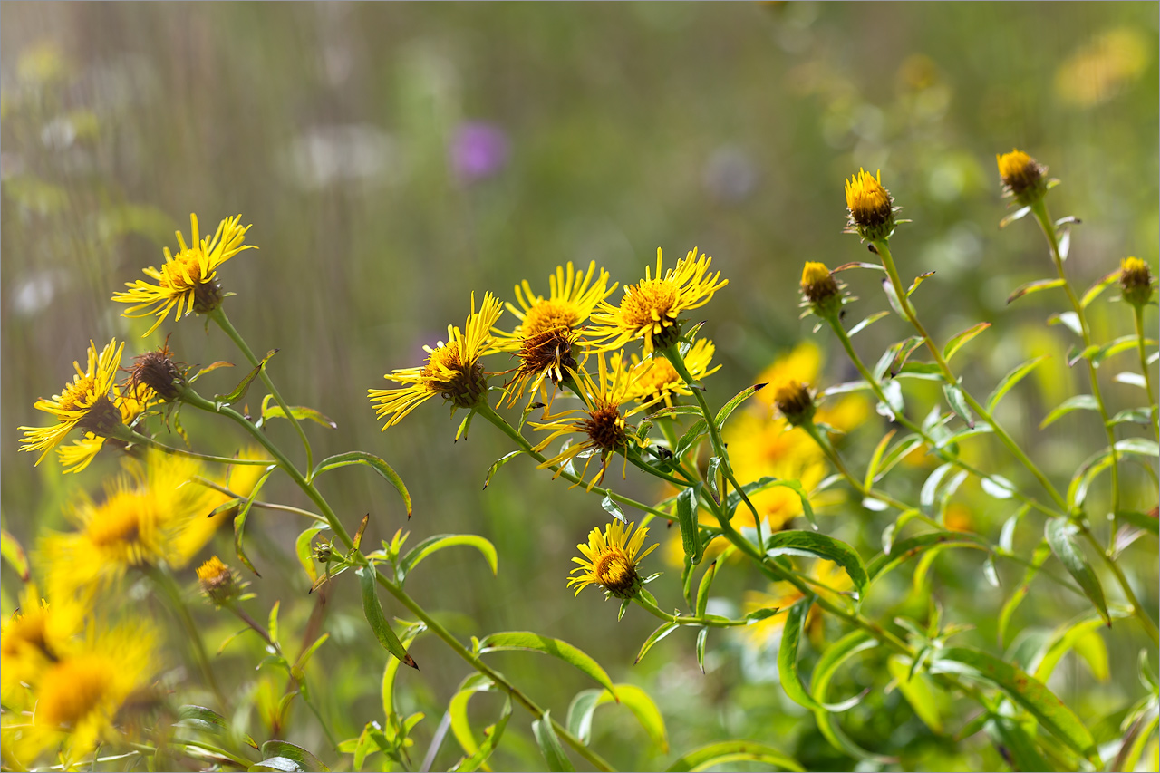 Image of Inula salicina specimen.