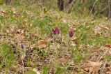 Pulsatilla &times; kissii