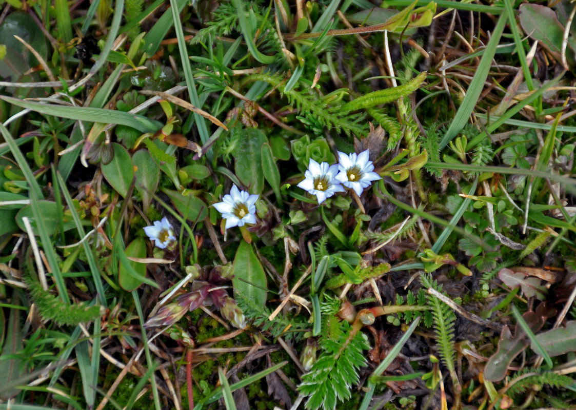 Image of Gentiana pseudoaquatica specimen.