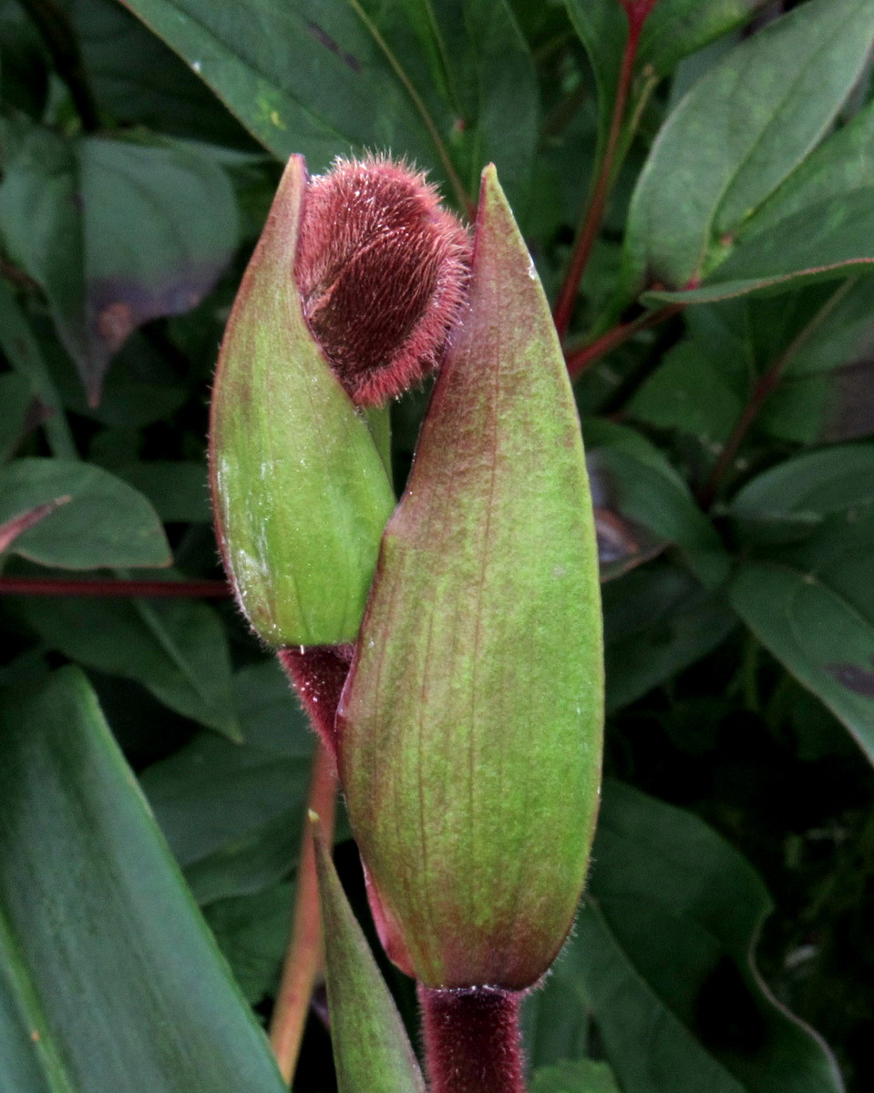 Изображение особи Phragmipedium kovachii.